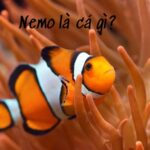 Nemo là cá gì