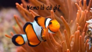 Nemo là cá gì