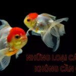 những loại cá cảnh không cần oxy