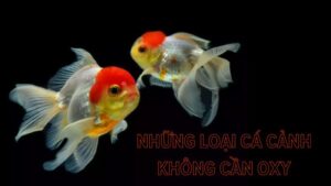 những loại cá cảnh không cần oxy